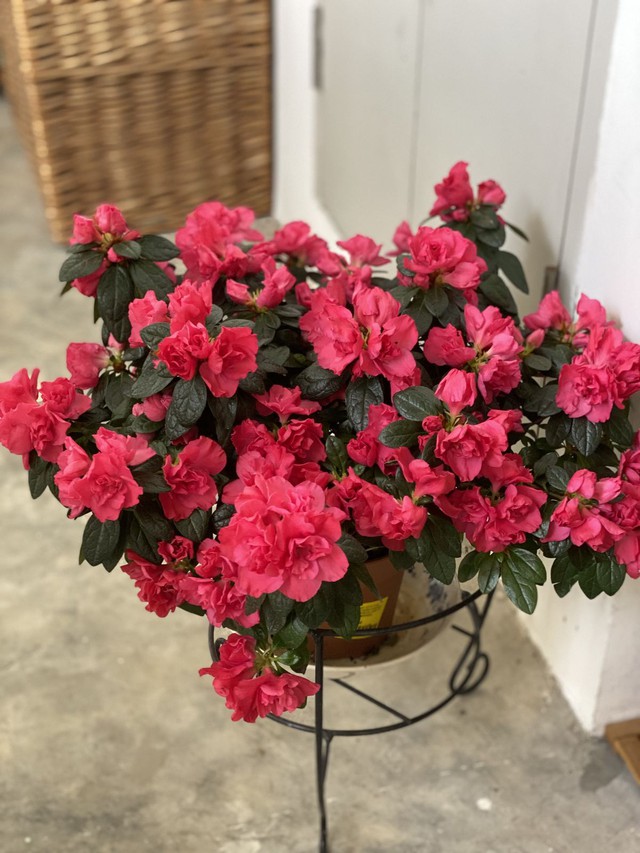 5 loại hoa "khó tính" bậc nhất, trồng 1 lần sợ tới già- Ảnh 2.