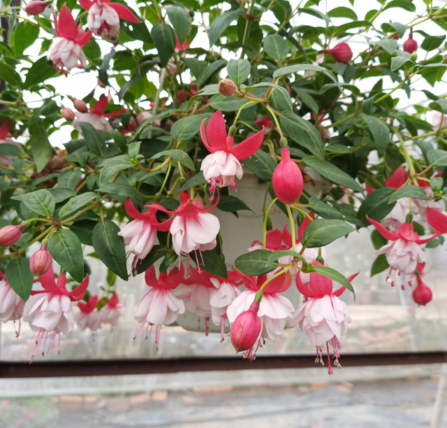 5 loại hoa "khó tính" bậc nhất, trồng 1 lần sợ tới già- Ảnh 1.