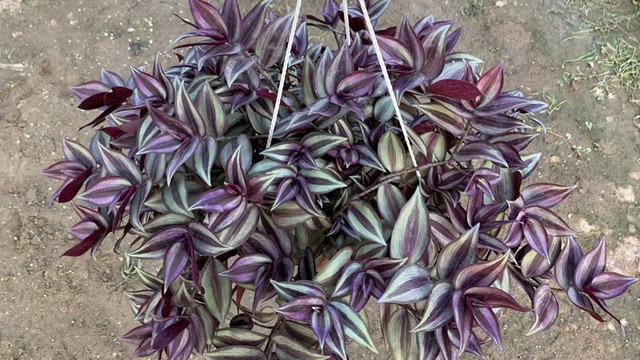 5 loại hoa "khó tính" bậc nhất, trồng 1 lần sợ tới già- Ảnh 5.