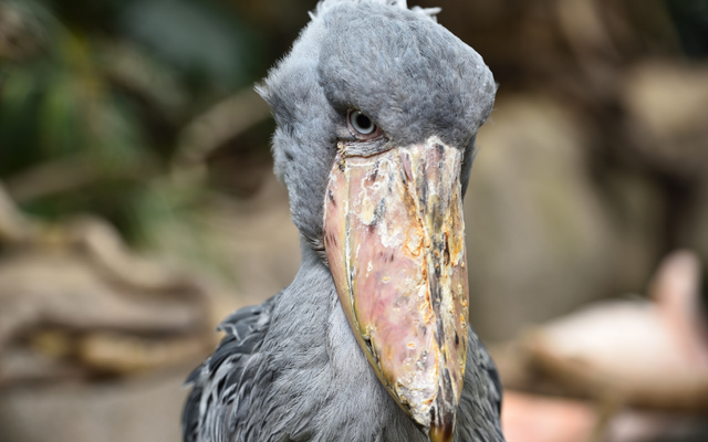 Tạo hóa chắc hẳn đã "photoshop" quá tay khi nặn ra 5 sinh vật này: Vừa lạ lùng, vừa đáng yêu đến mức khó tin- Ảnh 1.