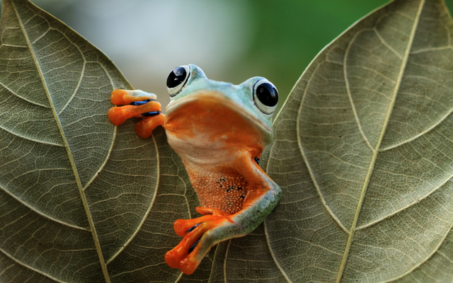 Tạo hóa chắc hẳn đã "photoshop" quá tay khi nặn ra 5 sinh vật này: Vừa lạ lùng, vừa đáng yêu đến mức khó tin- Ảnh 13.