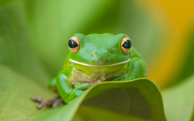 Tạo hóa chắc hẳn đã "photoshop" quá tay khi nặn ra 5 sinh vật này: Vừa lạ lùng, vừa đáng yêu đến mức khó tin- Ảnh 14.