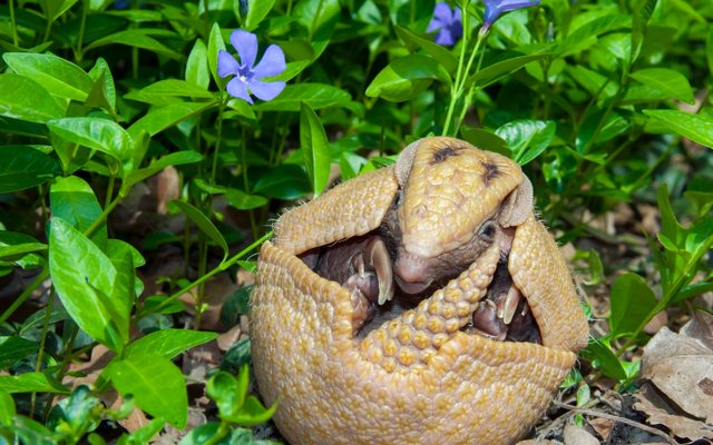 Tạo hóa chắc hẳn đã "photoshop" quá tay khi nặn ra 5 sinh vật này: Vừa lạ lùng, vừa đáng yêu đến mức khó tin- Ảnh 7.