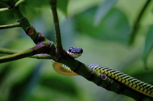 Khoa học cũng phải ngả mũ: Làm thế nào một con rắn có thể bay xa 100m mà không cần màng cánh?- Ảnh 2.