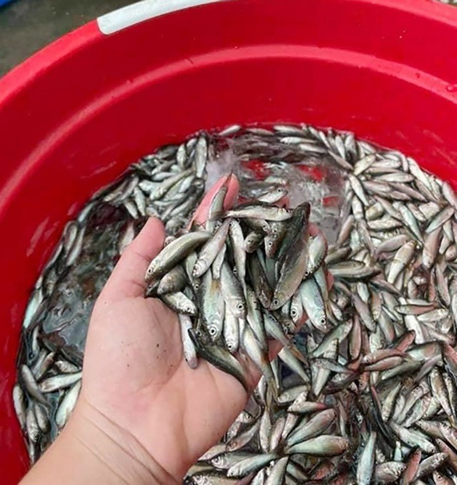 3 loại cá chứa nhiều thủy ngân nhất- Ảnh 6.