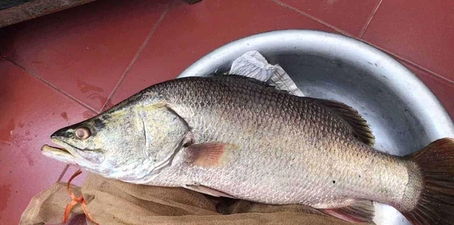 12 loại cá bổ ngang nhân sâm tổ yến, ngọt thịt, ít xương dăm, chợ Việt bán từ 40.000 đồng/kg- Ảnh 5.