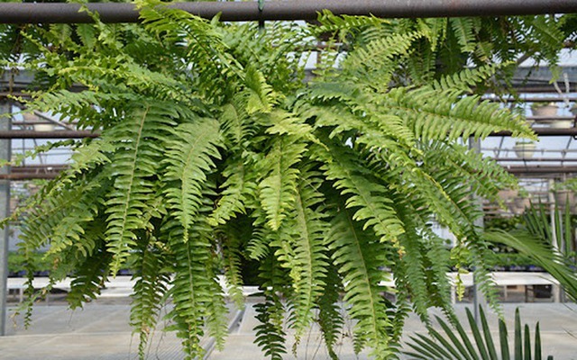 4 cây NASA khuyên trồng trong nhà- Ảnh 4.