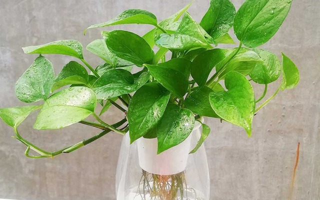 4 cây NASA khuyên trồng trong nhà- Ảnh 2.