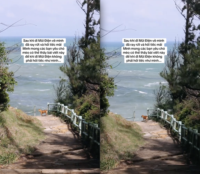 Chú chó vàng hot nhất Việt Nam lúc này!- Ảnh 1.