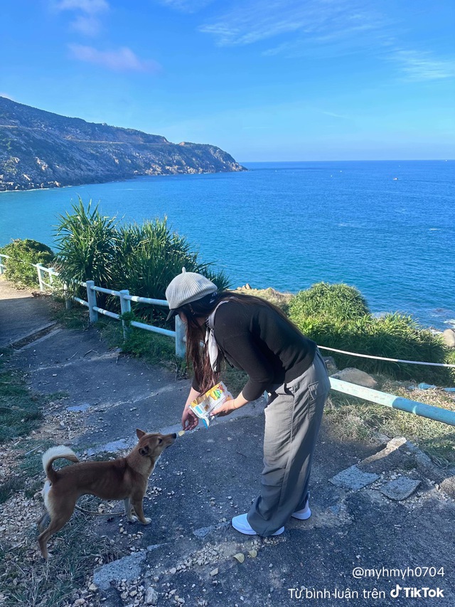 Chú chó vàng hot nhất Việt Nam lúc này!- Ảnh 2.