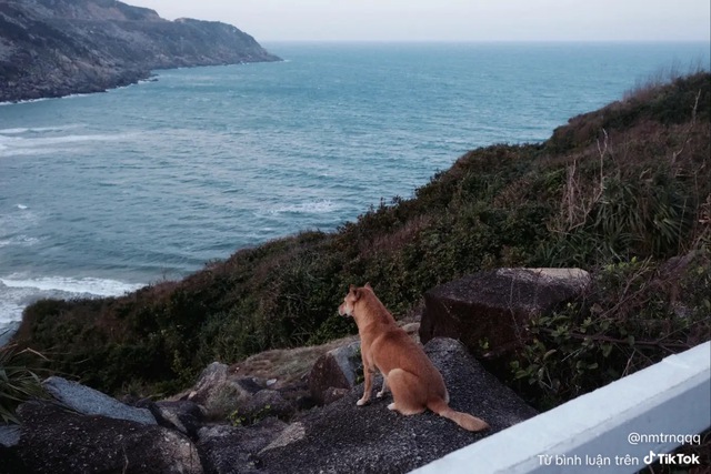 Chú chó vàng hot nhất Việt Nam lúc này!- Ảnh 3.