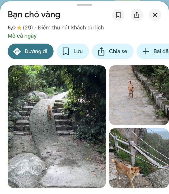 Chú chó vàng hot nhất Việt Nam lúc này!- Ảnh 4.