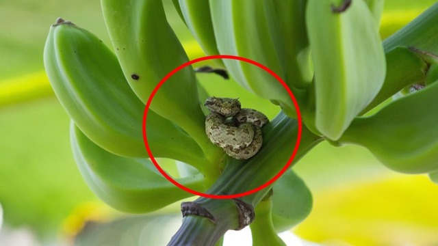 4 cây dễ gọi rắn vào nhà- Ảnh 1. 4 cây dễ gọi rắn vào nhà- Ảnh 1.