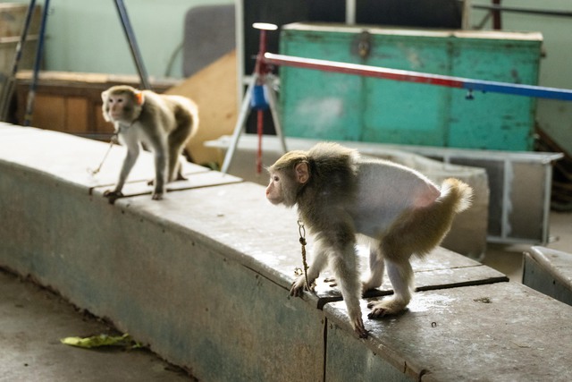 Đi thăm trâu, khỉ, ngựa... giữa trung tâm Thủ đô và nghe những chuyện thấy "bận lòng"- Ảnh 8.