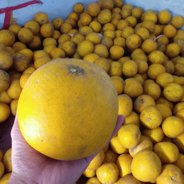 Loại quả hot nhất Tết để 2 tháng không mốc, không hỏng, càng lâu càng ngon ngọt- Ảnh 2.