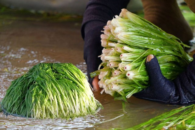 Đặc sản trời cho miền Tây, cả nước trầm trồ- Ảnh 4.