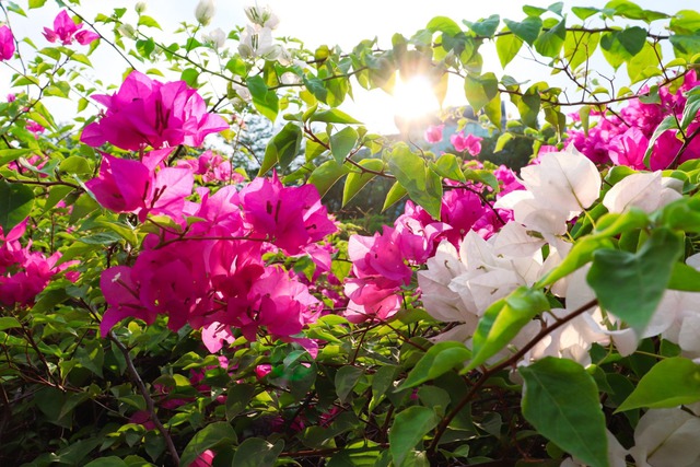 Chơi hoa này NHỚ "3 thêm - 1 bớt", đảm bảo hoa nở rợp trời, đẹp xé toạc thị giác- Ảnh 3. Chơi hoa này NHỚ "3 thêm - 1 bớt", đảm bảo hoa nở rợp trời, đẹp xé toạc thị giác- Ảnh 3.