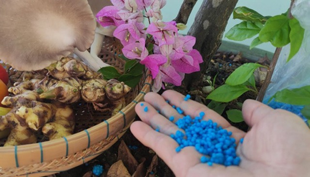 Chơi hoa này NHỚ "3 thêm - 1 bớt", đảm bảo hoa nở rợp trời, đẹp xé toạc thị giác- Ảnh 4. Chơi hoa này NHỚ "3 thêm - 1 bớt", đảm bảo hoa nở rợp trời, đẹp xé toạc thị giác- Ảnh 4.