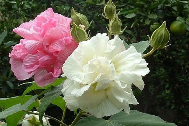 5 lo&agrave;i hoa KH&Ocirc;NG N&Ecirc;N trưng b&agrave;n thờ Tết: Đẹp nhưng phạm phong thủy, dễ rước xui đầu năm- Ảnh 4.