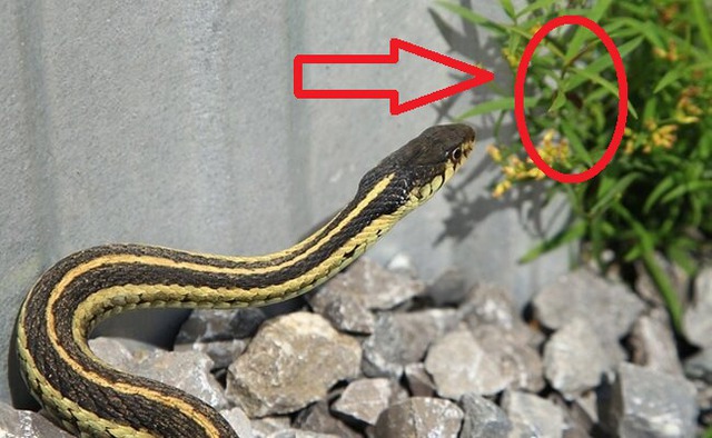 5 con đường dẫn rắn vào nhà- Ảnh 1. 5 con đường dẫn rắn vào nhà- Ảnh 1.