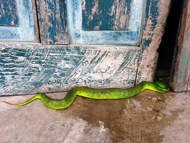 5 con đường dẫn rắn vào nhà- Ảnh 2. 5 con đường dẫn rắn vào nhà- Ảnh 2.