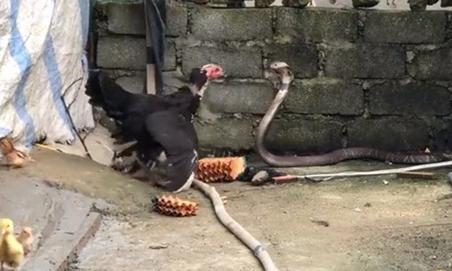 5 con đường dẫn rắn vào nhà- Ảnh 3. 5 con đường dẫn rắn vào nhà- Ảnh 3.