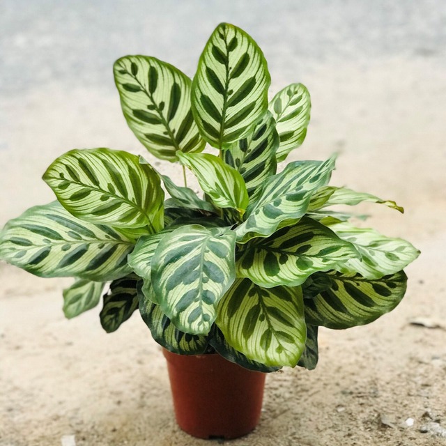 Loài cây này là "cây của năm 2026": Trồng 1 chậu trong nhà, gia chủ lên hương, có của ăn của để- Ảnh 2. Loài cây này là "cây của năm 2026": Trồng 1 chậu trong nhà, gia chủ lên hương, có của ăn của để- Ảnh 2.