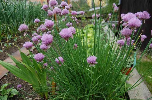 Rắn sợ nhất 5 cây này- Ảnh 4.