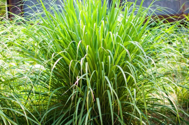 Rắn sợ nhất 5 cây này- Ảnh 1.