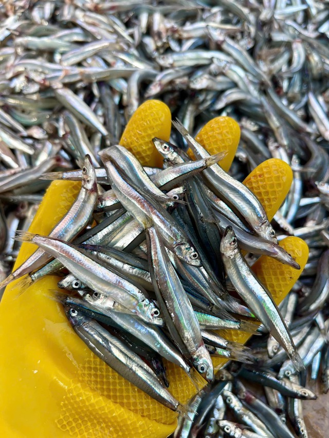 Top 6 loại cá ít thủy ngân bậc nhất- Ảnh 6. Top 6 loại cá ít thủy ngân bậc nhất- Ảnh 6.