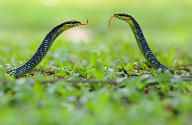 4 vị trí trong nhà dễ "dẫn lối" cho rắn bò vào- Ảnh 2.