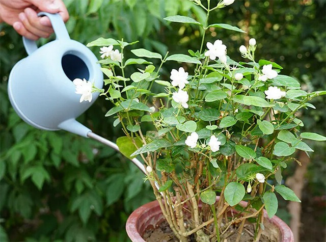 4 loài hoa dụ rắn vào nhà- Ảnh 5.