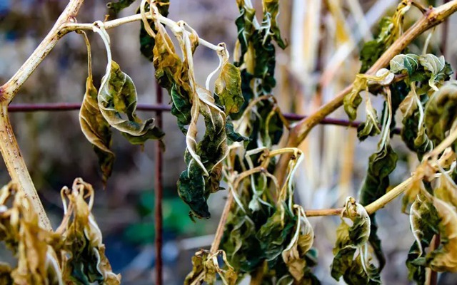 Người khôn không bao giờ giữ cây này trong nhà, người dại vẫn luyến tiếc không buông- Ảnh 2. Người khôn không bao giờ giữ cây này trong nhà, người dại vẫn luyến tiếc không buông- Ảnh 2.