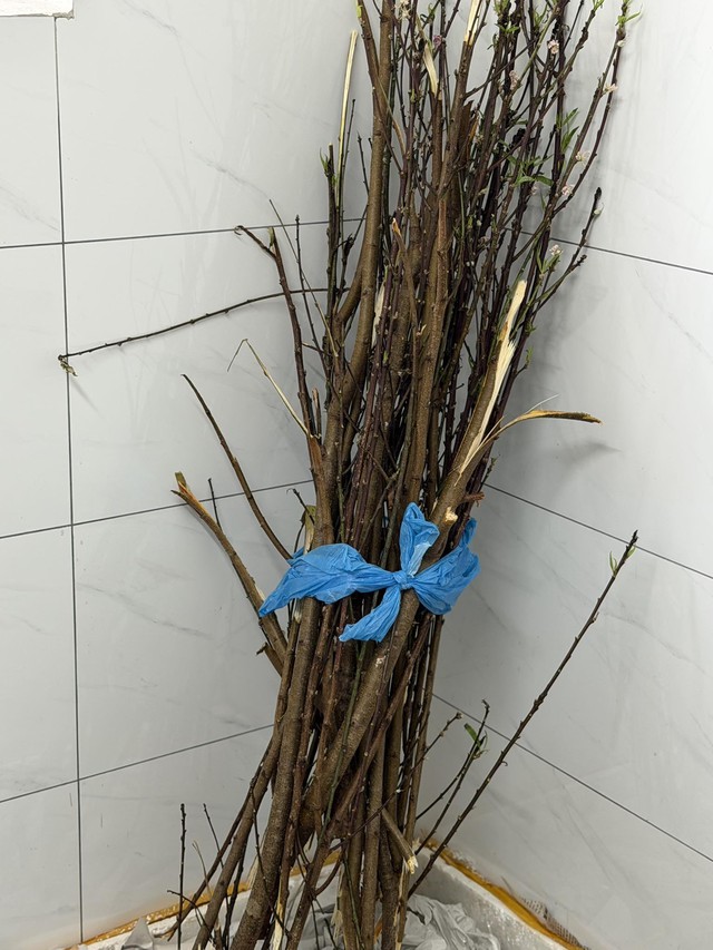 Miền Bắc lúc này: Đào chưa kịp Tết đã bung hết hoa, cả cõi mạng xin nhau tips “hoãn lại cái sự xinh đẹp ấy” - Ảnh 3.