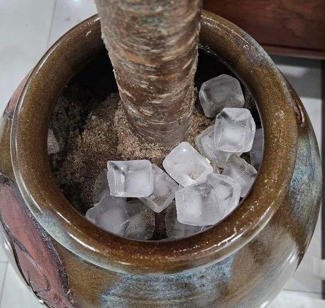 Miền Bắc lúc này: Đào chưa kịp Tết đã bung hết hoa, cả cõi mạng xin nhau tips “hoãn lại cái sự xinh đẹp ấy” - Ảnh 2.