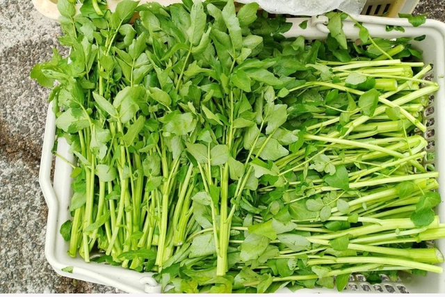 Loại rau "siêu phẩm thế giới", được Mỹ chấm điểm 100/100: Chợ Việt bán la liệt, 15.000đ/mớ- Ảnh 2. Loại rau "siêu phẩm thế giới", được Mỹ chấm điểm 100/100: Chợ Việt bán la liệt, 15.000đ/mớ- Ảnh 2.