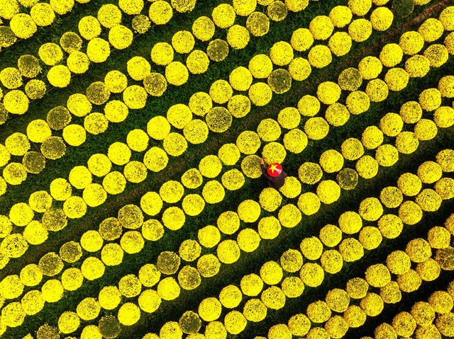 Làng hoa miền Tây đẹp nhất Việt Nam, cả nước sững sờ- Ảnh 3.