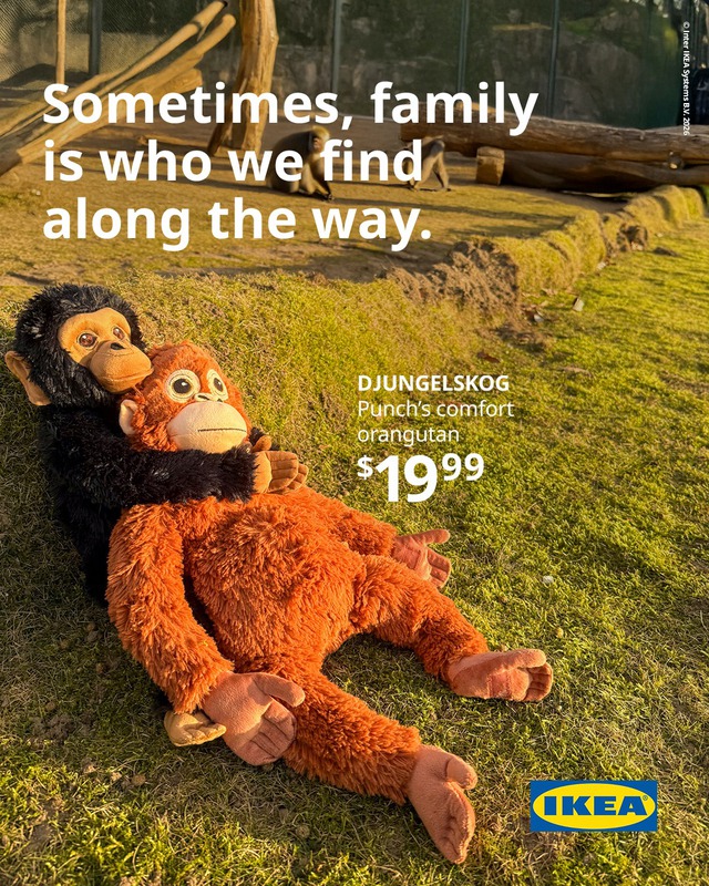 Tình trạng hiện tại của chú khỉ bị bỏ rơi gây sốt toàn cầu - Ảnh 4.