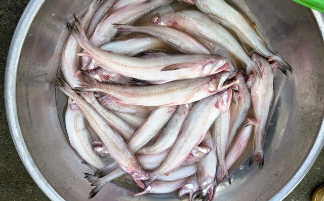 Loài cá mềm như cháo, "đặt vào môi trôi vào họng" giá 1 triệu đồng/kg "cháy hàng" ngày đầu năm, có tiền cũng khó mua - Ảnh 1.