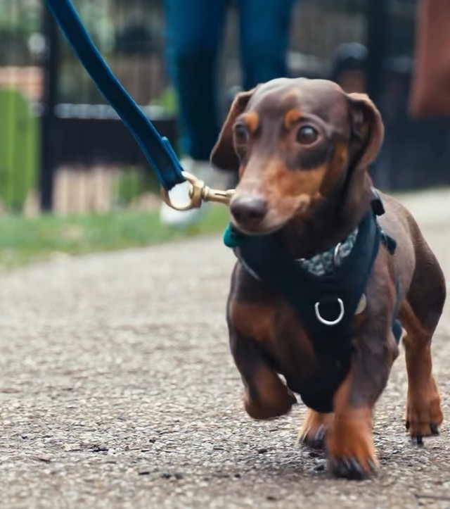 Cầu thủ bóng đá chi 35 triệu/tuần thuê người "dạy bảo" chú chó cưng hung hăng chỉ trực lao vào cắn người - Ảnh 2.