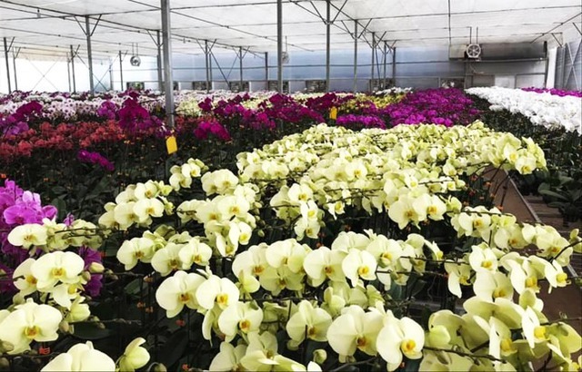 Tết không chưng 5 hoa này cứ thấy thiếu thiếu: Đẹp gì mà đẹp hết phần loài khác, không phải rượu mà lại thấy say- Ảnh 8.