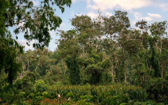 Rừng tràm Trà Sư “cho phép” tín chỉ carbon bước ra khỏi báo cáo- Ảnh 1.