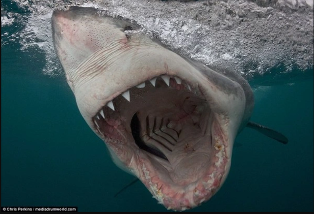 Khoa học lần đầu giải thích lý do một con cá mập trắng cần thay hàng chục nghìn chiếc răng suốt đời - Ảnh 1.