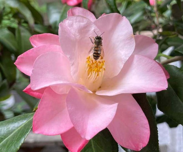 Loài hoa đẹp dịu như thiếu nữ giữa sắc xuân, chưng Tết một chậu là thấy nhà sáng bừng, sang kinh khủng- Ảnh 3.