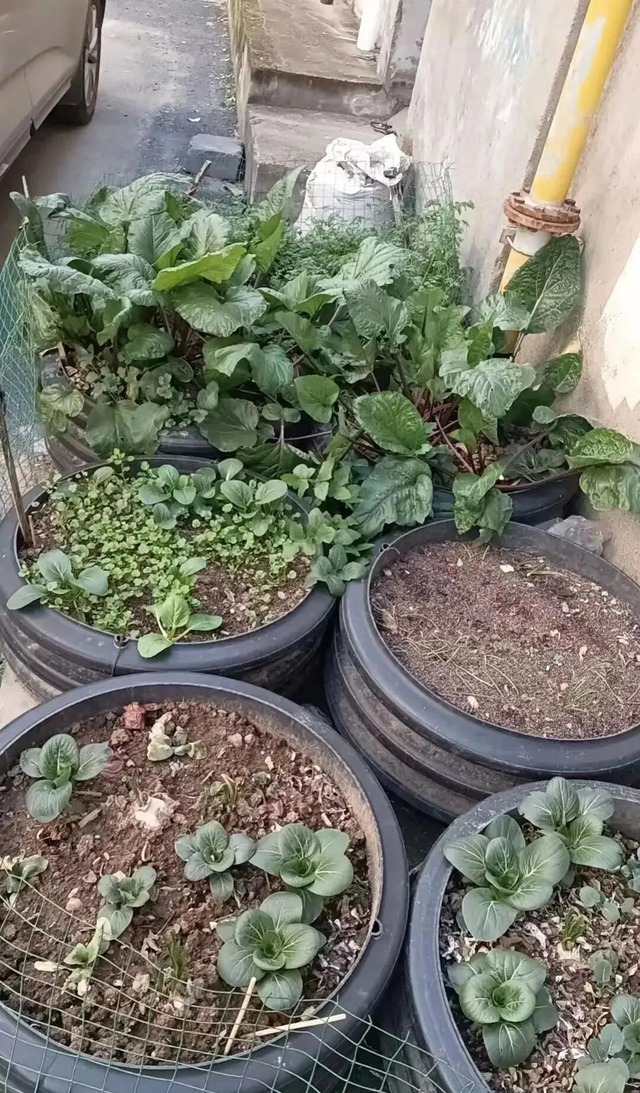 1,4 tỷ dân Trung Quốc canh từng "tấc đất tấc vàng" chỉ để làm 1 điều - Ảnh 2.