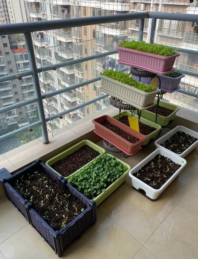 1,4 tỷ dân Trung Quốc canh từng "tấc đất tấc vàng" chỉ để làm 1 điều - Ảnh 4.