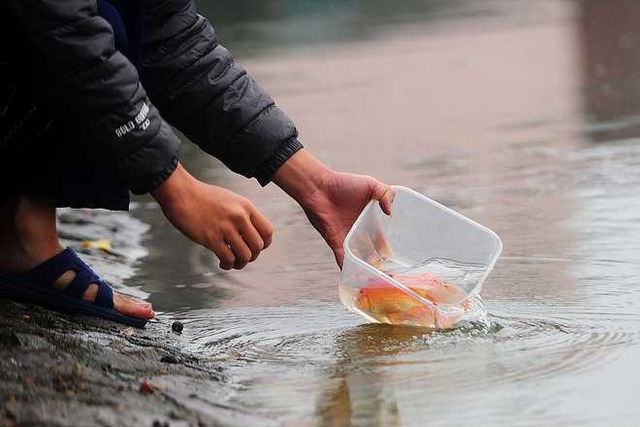 Mẹo chọn cá cúng Ông Công Ông Táo - Ảnh 3.