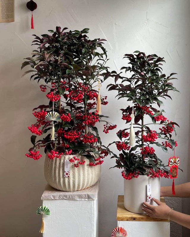 Tết Bính Ngọ bày 5 cây này trong nhà, tài lộc gõ cửa, cầu đâu trúng đó- Ảnh 4.