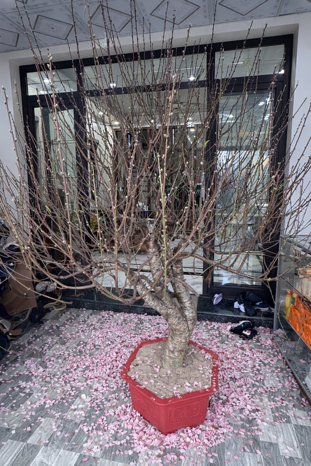 Bi hài chuyện chơi đào Tết khiến 1 người rơi lệ, vạn người xôn xao- Ảnh 4.