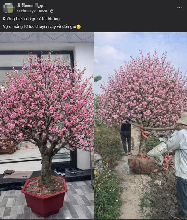 Bi hài chuyện chơi đào Tết khiến 1 người rơi lệ, vạn người xôn xao- Ảnh 1.